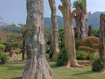 仙湖植物园